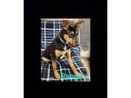 Ranger Jack Russell Terrier Adult Male