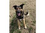 Haymish (GOOFY) German Shepherd Dog Young Male