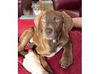 Mushroom Labrador Retriever Puppy Female