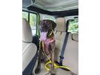Bruno Plott Hound Young Male