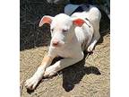 Fable Puppy Female