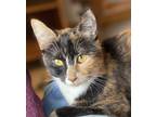 Swan Domestic Shorthair Kitten Female