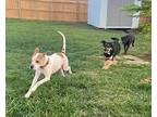 Petey Boxer Adult Male