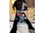 Bobby Lee Schnauzer (Standard) Puppy Male