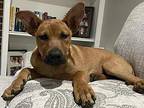 George Belgian Malinois Puppy Male