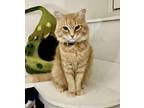 Chessy Cheshire Tabby Young Male