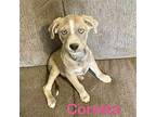 Correta Golden Retriever Puppy Female