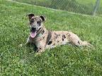 Pebble Catahoula Leopard Dog Adult Female