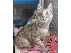 Melon Domestic Mediumhair Kitten Female