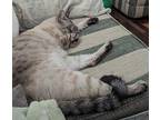Milk Siamese Adult Male