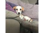Daisy OS D2024 in RI Beagle Adult Female