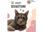 Sevastion Domestic Shorthair Senior Male