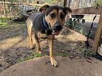 Tigus Cambodia German Shepherd Dog Adult Male