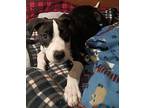 Auggie Terrier (Unknown Type, Medium) Puppy Male
