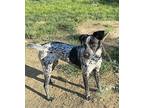 Bluebell German Shepherd Dog Puppy Female