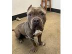 Biggie Smalls Mastiff Adult Male