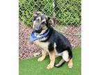MATTY German Shepherd Dog Young Male