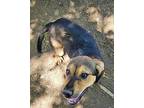 Graham Shepherd (Unknown Type) Puppy Male