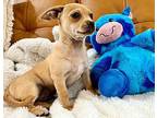 Bohdi Russel Chihuahua Puppy Male