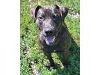 Tora American Pit Bull Terrier Adult Female