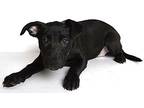 Skylar Mixed Breed (Large) Puppy Female