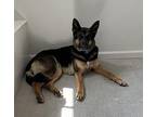 Maya (ACTIVE SENIOR) German Shepherd Dog Adult Female