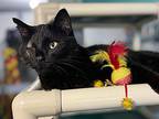 Nassor 20 Domestic Mediumhair Adult Male