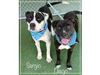 DIEGO (see also SERGIO) American Bulldog Young Male