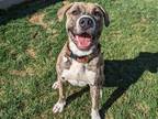Beau American Pit Bull Terrier Young Male