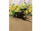 Jolie* Hound (Unknown Type) Adult Female