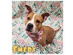Emery American Staffordshire Terrier Adult Female