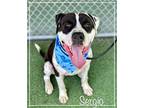 SERGIO (see also DIEGO) American Bulldog Adult Male