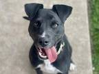 Luna American Pit Bull Terrier Young Female