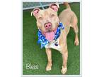 BLESS American Bulldog Adult Male