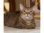 Winnie Domestic Shorthair Young Female