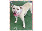 JOY American Staffordshire Terrier Adult Female