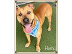HERBY American Bulldog Adult Male