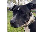 Butch American Pit Bull Terrier Adult Male