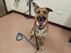 Rookie German Shepherd Dog Young Male
