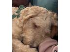 Pedro Goldendoodle Puppy Male