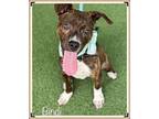 BINDI American Bulldog Puppy Male