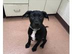 Hank Labrador Retriever Young Male