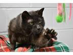 Marble Domestic Shorthair Senior Male