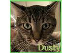 DUSTY Domestic Shorthair Kitten Male