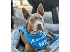 Nova Australian Kelpie Young Female