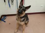 Lena German Shepherd Dog Adult Female