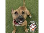Adopt Justice a Pit Bull Terrier