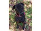 Adopt ARIEL a Labrador Retriever, Mixed Breed