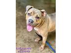 Adopt LAFAYETTE a Mastiff, Mixed Breed