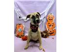 Adopt Kyra a Black Mouth Cur, Mixed Breed